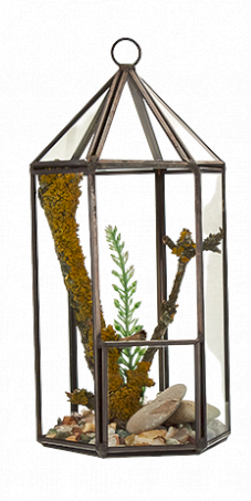 Glass Terrariums