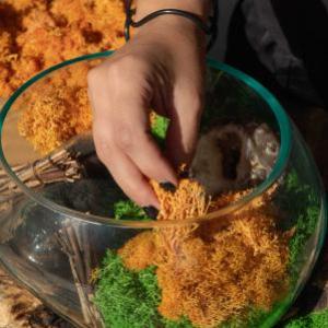 Quality Decorative Reindeer Moss - 635g Box